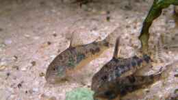 aquarium-von-oliver-schuermann-becken-5906_Corydoras Paleatus bei der Fütterung