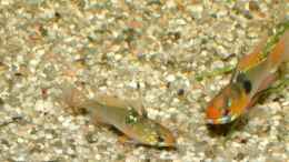 aquarium-von-oliver-schuermann-becken-5906_Mikrogeophagus ramirezi / Schmetterlingsbundbarsche