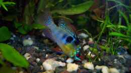 aquarium-von-pandora-chase-becken-5908_