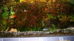 aquarium-von-christian-wirth-becken-5926_Ludwigia