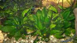 aquarium-von-christian-wirth-becken-5926_Echinodorus parviflorus Tropica