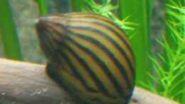 aquarium-von-thorsten-makoschey-becken-5931_Zebrarennschnecke