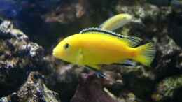 Foto mit Labidochromis Caeruleus Yellow   (Bock)