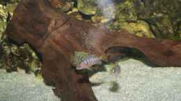 Foto mit Labidochromis Hongi- Kindergarten