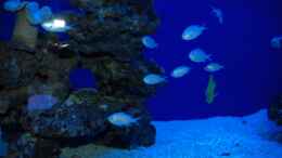 aquarium-von-christian-fenzel-becken-5951_Chromis Viridis Grünschwalben Riffbarsche