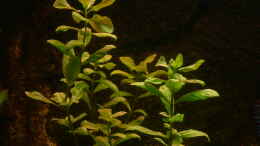 aquarium-von-aquarium-cologne-oasis-of-silence-aufgeloest_Hygrophila polysperma