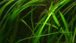 aquarium-von-aquarium-cologne-oasis-of-silence-aufgeloest_Vallisneria americana