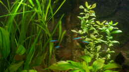 aquarium-von-aquarium-cologne-oasis-of-silence-aufgeloest_Hygrophila polysperma (Weitansicht)