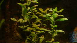 aquarium-von-aquarium-cologne-oasis-of-silence-aufgeloest_Hygrophila polysperma