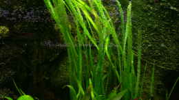 aquarium-von-aquarium-cologne-oasis-of-silence-aufgeloest_Vallisneria americana