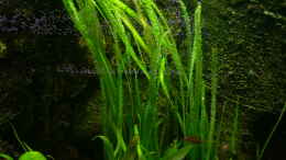 aquarium-von-aquarium-cologne-oasis-of-silence-aufgeloest_Vallisneria americana