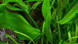 aquarium-von-aquarium-cologne-oasis-of-silence-aufgeloest_Echinodorus cordifolius (Marble Queen)