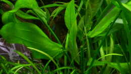 aquarium-von-aquarium-cologne-oasis-of-silence-aufgeloest_Echinodorus cordifolius (Marble Queen)