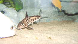 aquarium-von-salzeritis-becken-5960_Synodontis multipunktatus