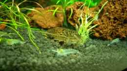 aquarium-von-harry-otterbach-becken-5964_Atyoida pilipes