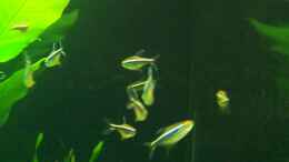 aquarium-von-kornviper-becken-5979_Schwarzer Neon (Hyphessobrycon herbertaxelrodi)