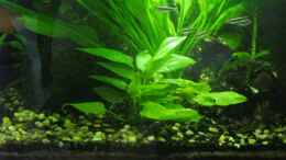 aquarium-von-tntlogge-becken-5980_Name weis ich leider nich...