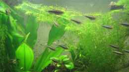 aquarium-von-tntlogge-becken-5980_