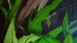 aquarium-von-chris-schmidt-becken-5999_Cryptocoryne wendtii