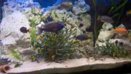 aquarium-von-marcel-luethi-becken-6000_