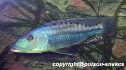 aquarium-von-juergen-herb-hunters-of-malawi-aufgeloest_1,0 Tyrannochromis maculiceps