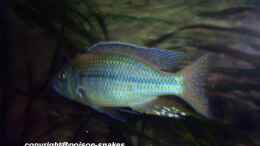 aquarium-von-juergen-herb-hunters-of-malawi-aufgeloest_1,0 Dimidiochromis kiwinge