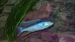 aquarium-von-juergen-herb-hunters-of-malawi-aufgeloest_1,0 Champsochromis caeruleus