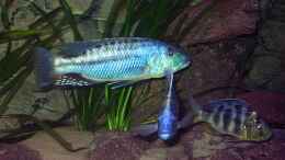 aquarium-von-juergen-herb-hunters-of-malawi-aufgeloest_1,0 Tyrannochromis maculiceps  und 1,1 Nimbochromis venustus