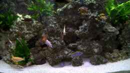 aquarium-von-steffen-boehm-becken-602_Deko