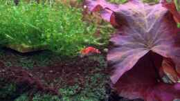 aquarium-von-michael-hellberg-becken-6020_Chrystal Red mit Eiern