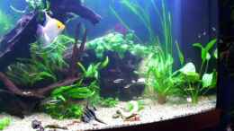 aquarium-von-nicky-becken-6022_Mein Skalarpaar