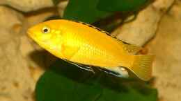 aquarium-von-malawi-freak-becken-6024_Labidochromis Yellow (m)