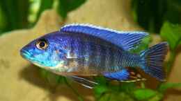 aquarium-von-malawi-freak-becken-6024_Sciaenochromis Fryeri (Ahli)