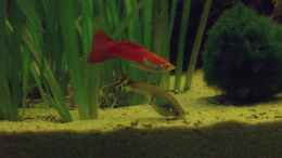 aquarium-von-mario-mehren-becken-6029_guppys