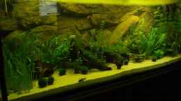 aquarium-von-mario-mehren-becken-6029_