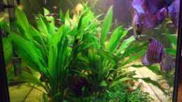 aquarium-von-udo-mueller-becken-6042_ Echinodorus bleheri