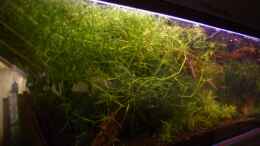 aquarium-von-thomas-zips-becken-6081_Najas guadelupensis (Nixkraut)  linkes seite becken