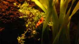 aquarium-von-senf---becken-6082_Crystal Red