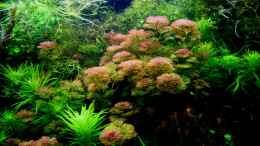 aquarium-von-amazonas-on-the-riverbank_Rote Cabomba (Cabomba furcata ,Cabomba piauhyensis)