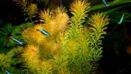 aquarium-von-amazonas-on-the-riverbank_Rotes Mooskraut (Rotala wallichii)