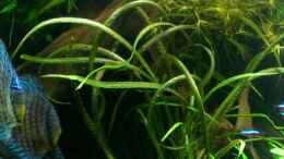 aquarium-von-amazonas-on-the-riverbank_Genoppter Wasserkelch (Cryptocoryne balansae)