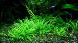 aquarium-von-amazonas-on-the-riverbank_Schmalblättrige Zwergschwertpflanze (Echinodorus latifolius