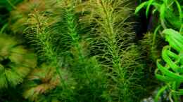 aquarium-von-amazonas-on-the-riverbank_Vietnam Rotala (Rotala sp. `Vietnam)