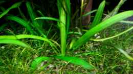 aquarium-von-amazonas-on-the-riverbank_Amazonas-Zwergschwertpflanze (Echinodorus spec. grisebachii)