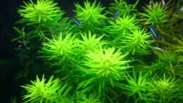 aquarium-von-amazonas-on-the-riverbank_Aromatischer Sumpffreund (Limnophila aromaticoides)