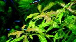 aquarium-von-amazonas-on-the-riverbank_Indischer Wasserfreund (Hygrophila polysperma rosanervis)