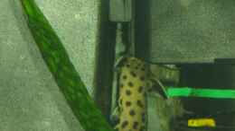 aquarium-von-michaela-krause-becken-6178_Synodontis petricola