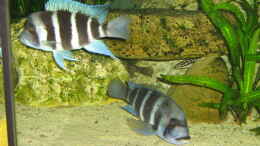 aquarium-von-michaela-krause-becken-6178_Im Hintergrund ein Julidochromis marlieri Katoto 