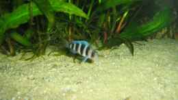 aquarium-von-michaela-krause-becken-6178_Blue Mpimbwe Nachwuchs ca. 2 cm klein