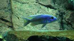 aquarium-von-justin-becken-6185_Sciaenochromis fryeri 